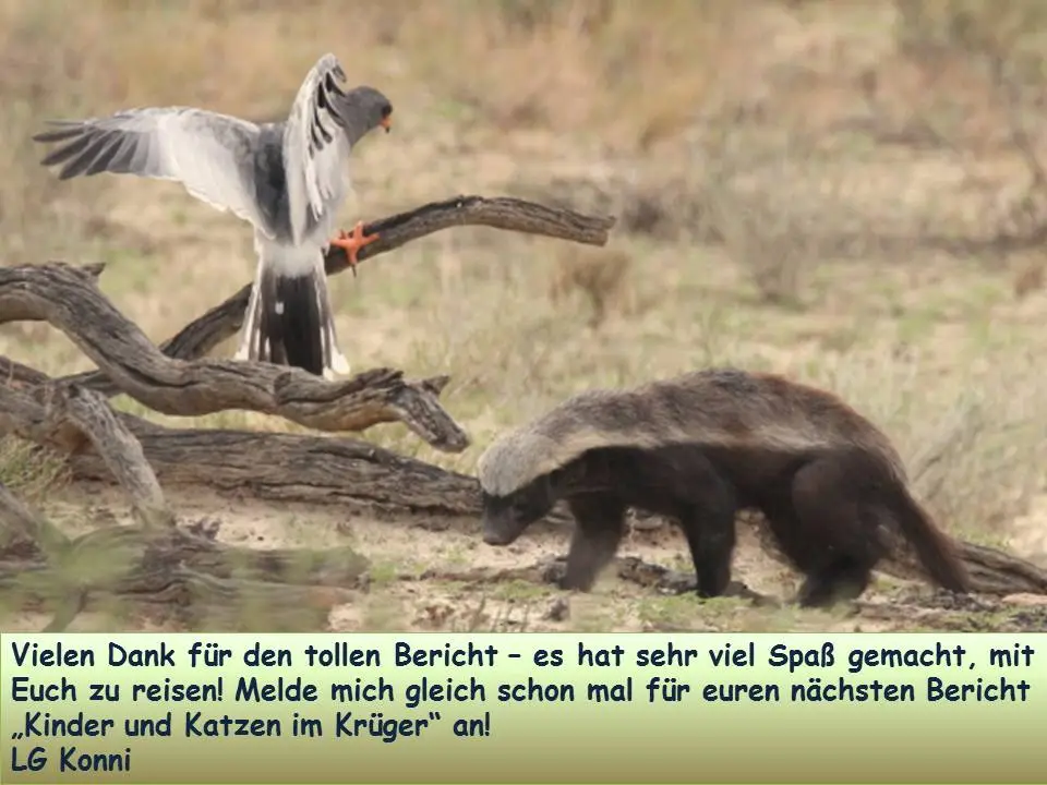 HBadger.jpg