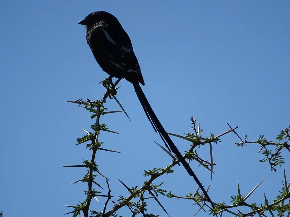 SA2016_021-2-3-4.jpg