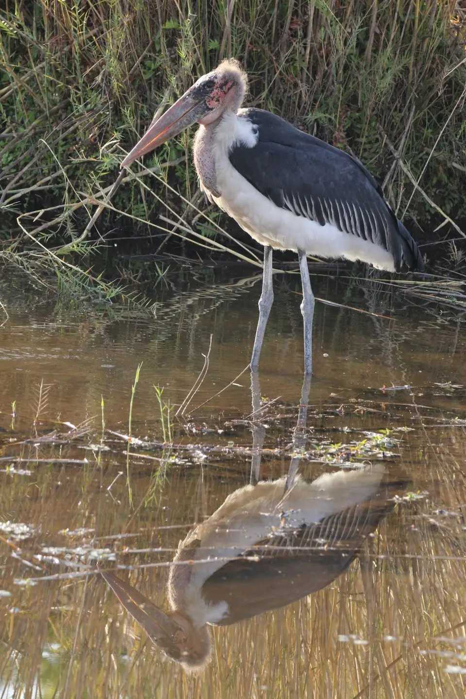 Marabu.JPG