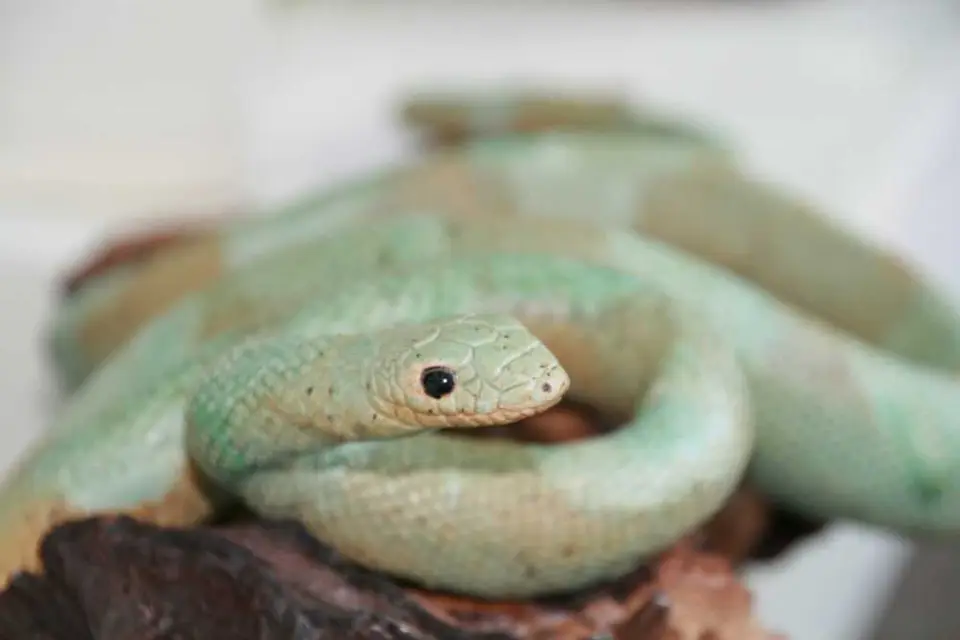 WasfreineSnakeistdas.jpg