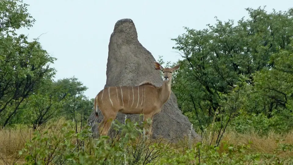k-P1150750.JPG