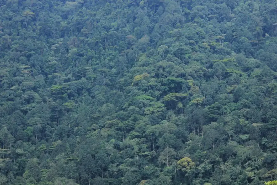 K800_BwindiForest.JPG