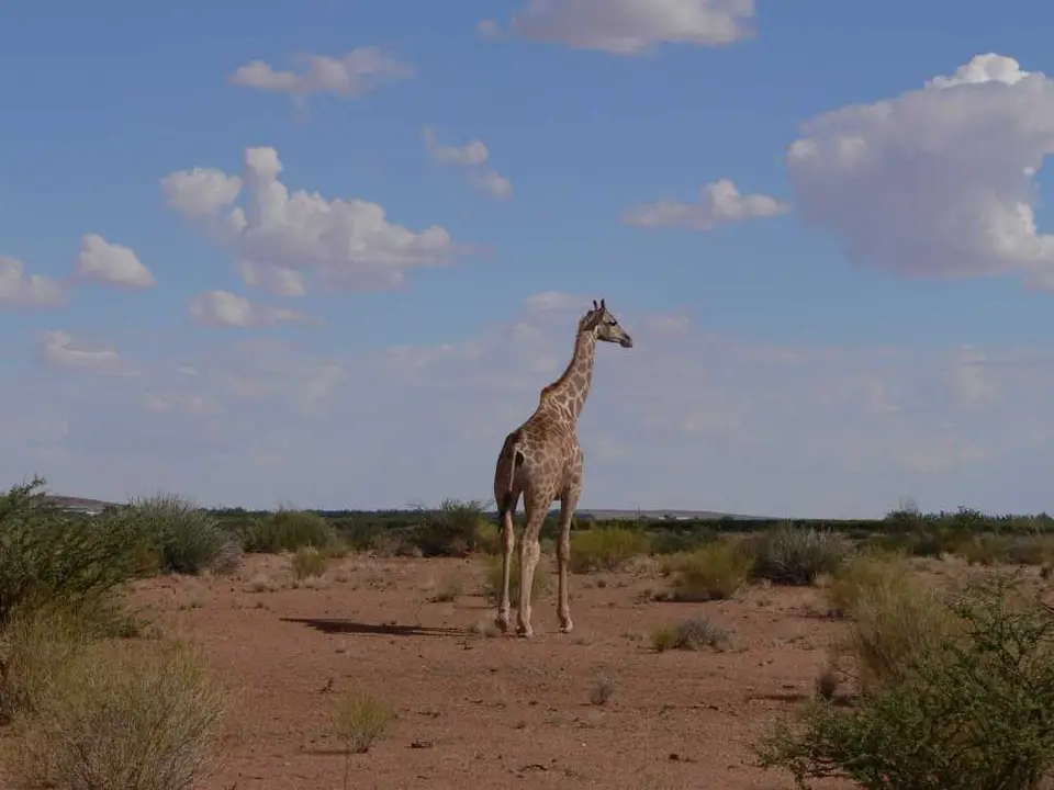 Giraffe.jpg