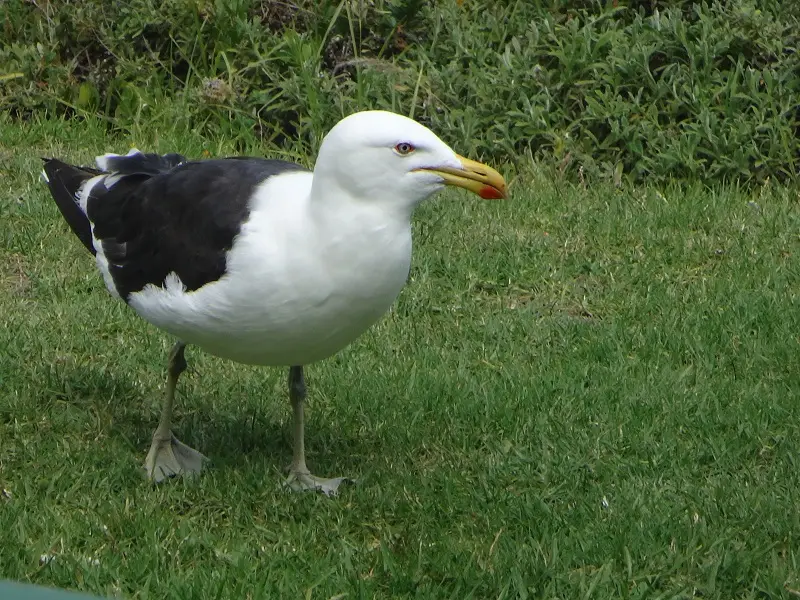 DSC09004.JPG