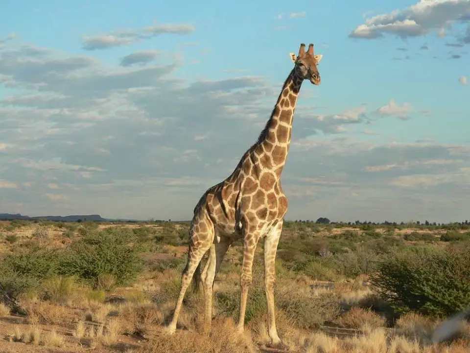 Giraffe1.jpg