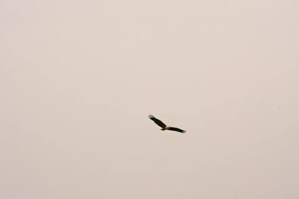 Schreiseeadler-2.JPG