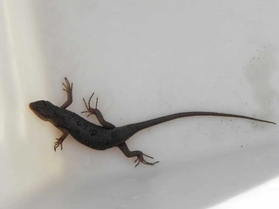 Skink.jpg