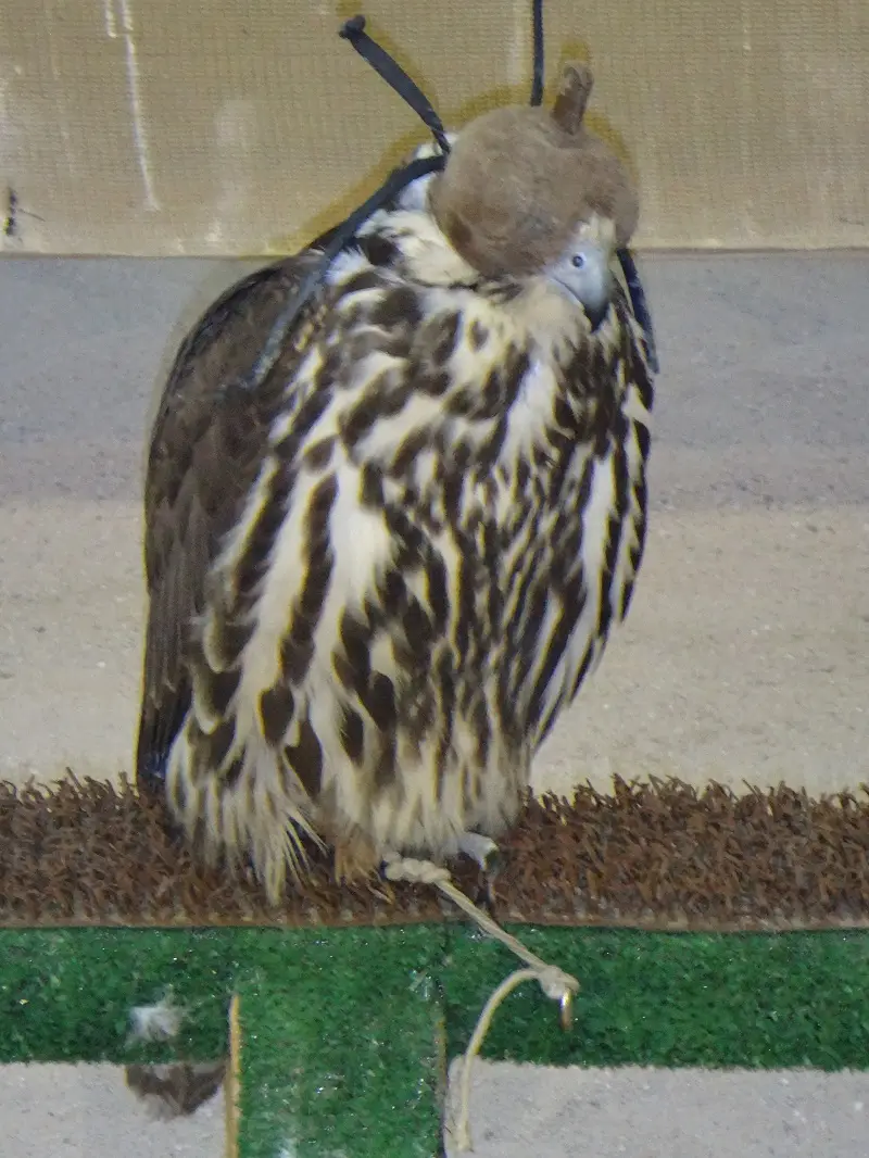 DSC08735.JPG