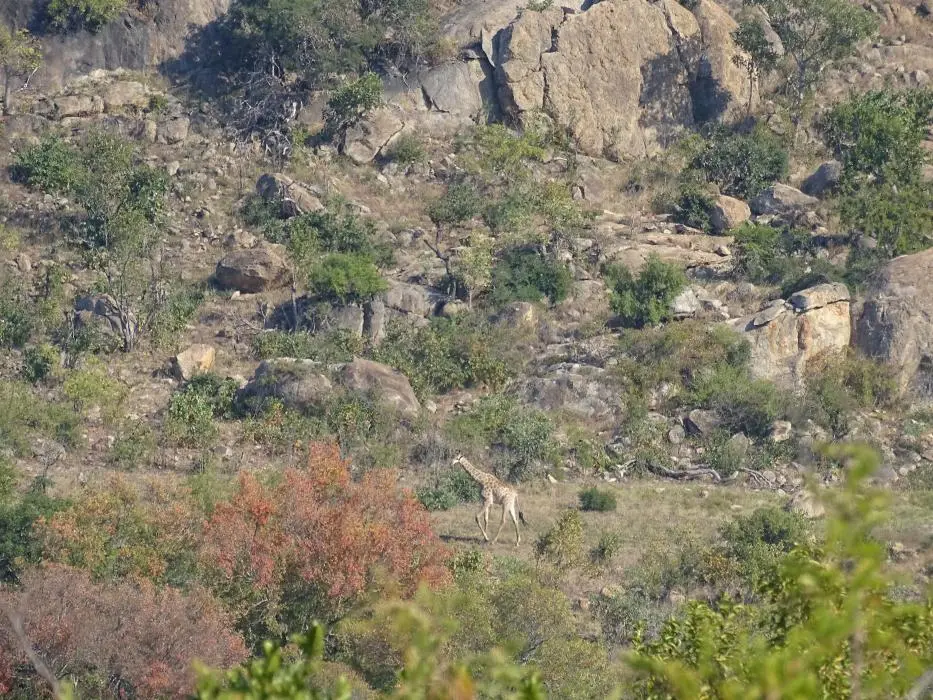 SA2016_045-2.JPG