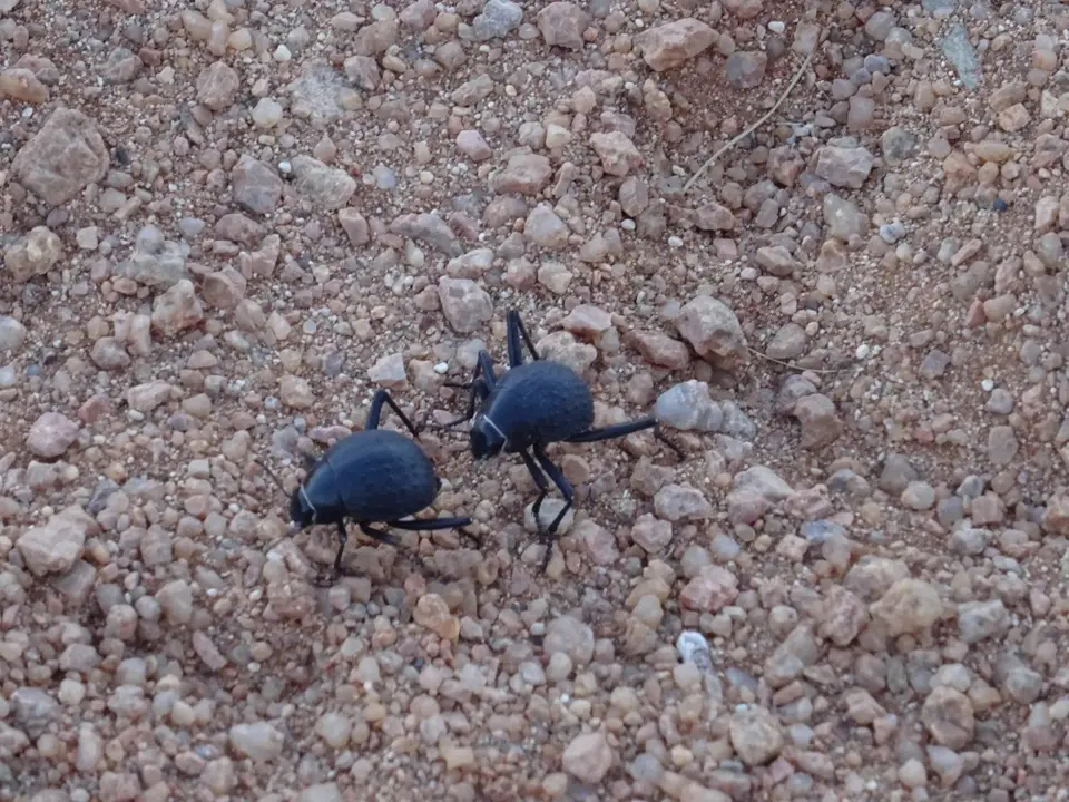 Namibia(29).JPG