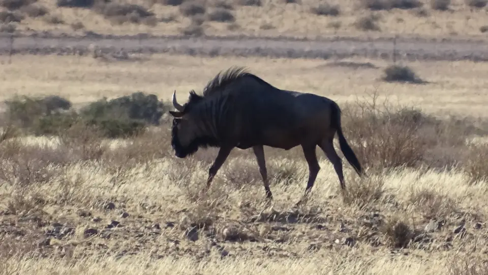 Namibia(21).JPG