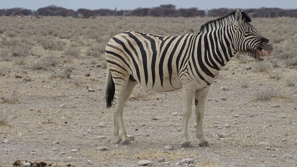 Namibia(13)-2.JPG