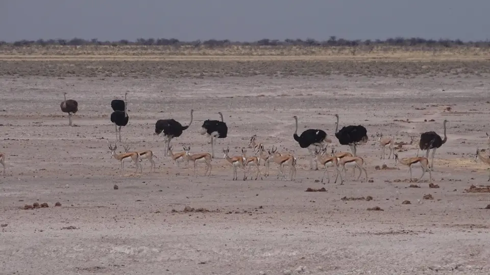 Namibia(22)-2-3-4.JPG