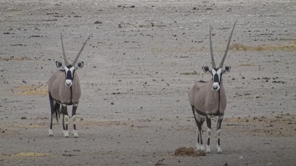 Namibia(24)-2-3.JPG