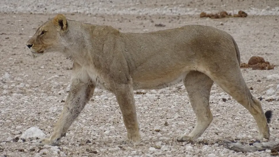 Namibia(29)-2-3-4.JPG