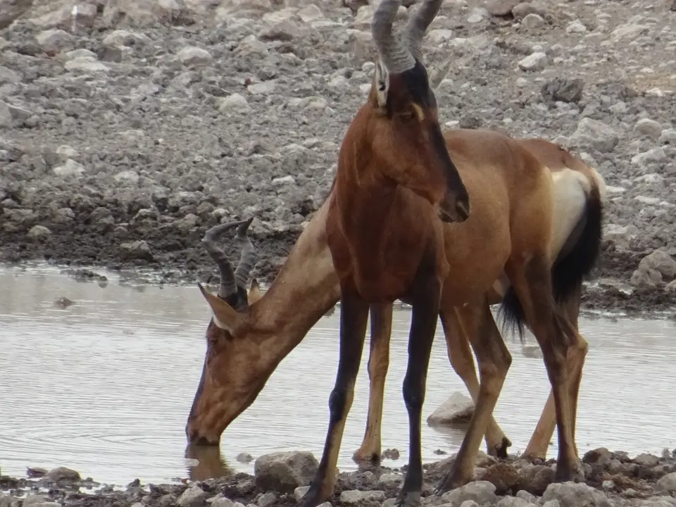 Namibia(41).JPG