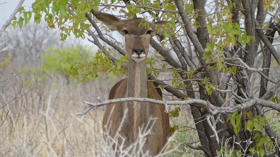 Namibia(38).JPG