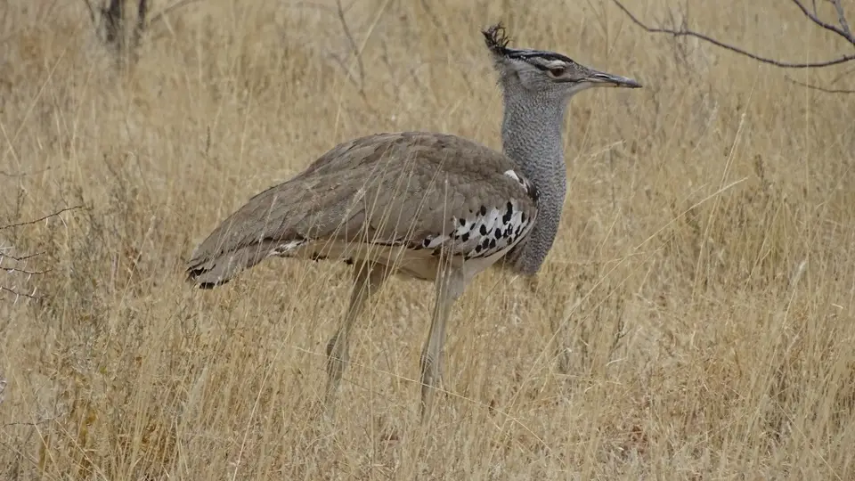 Namibia(43).JPG
