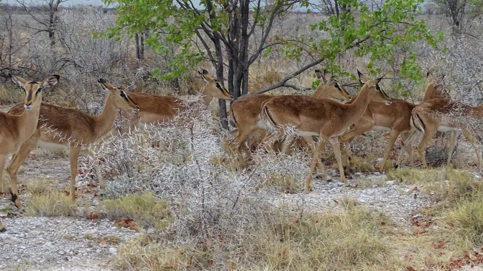 Namibia(1)-2-3-4-5-6-7.JPG