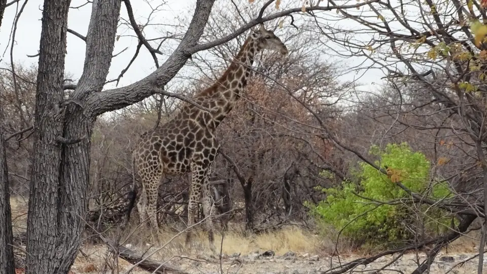 Namibia(2)-2-3-4-5-6-7.JPG