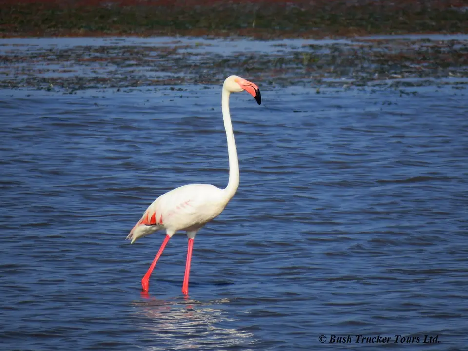 GreaterFlamingo.jpg