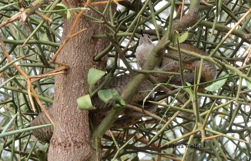 Boomslang3.jpg