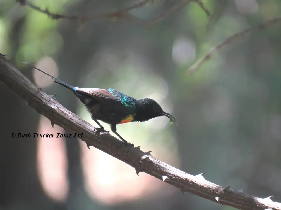BeautifulSunbird.jpg