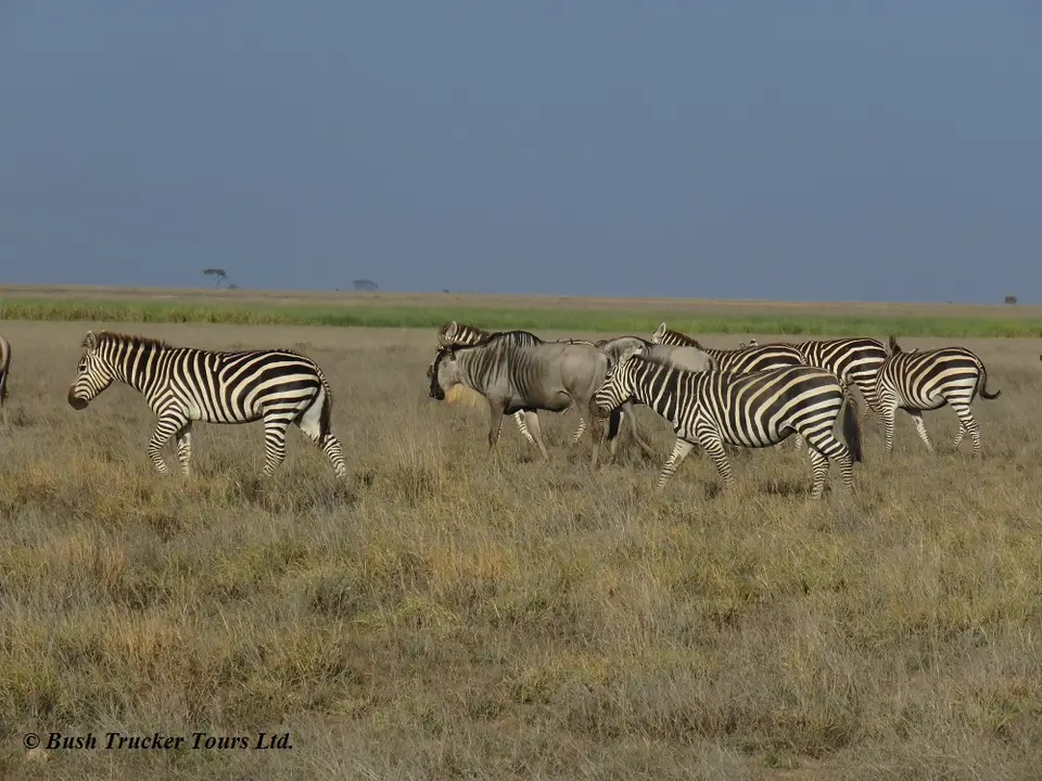 GnusZebras2.jpg