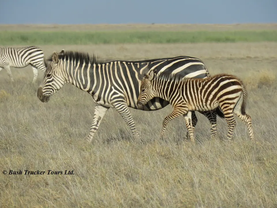 GnusZebras3.jpg