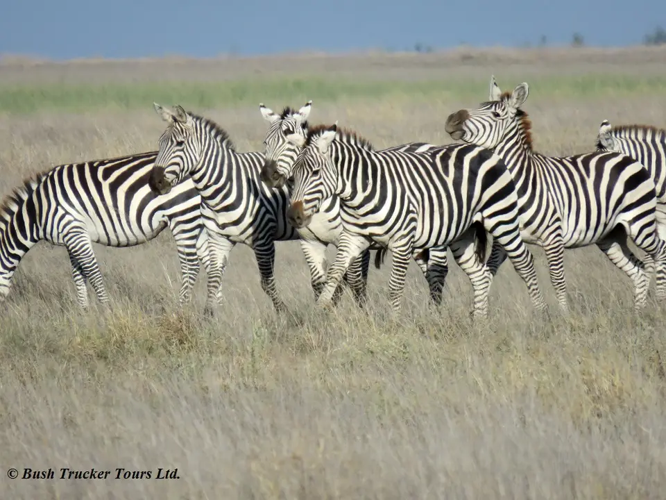 GnusZebras4.jpg