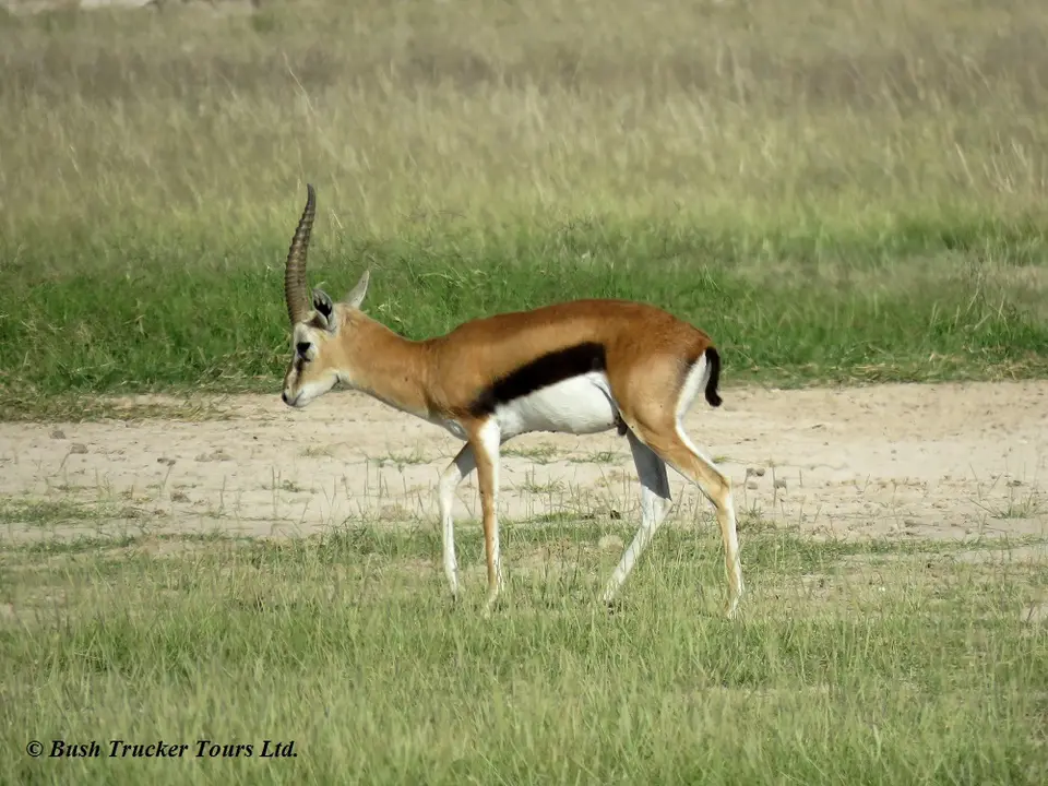 ThomsonGazelle1.jpg