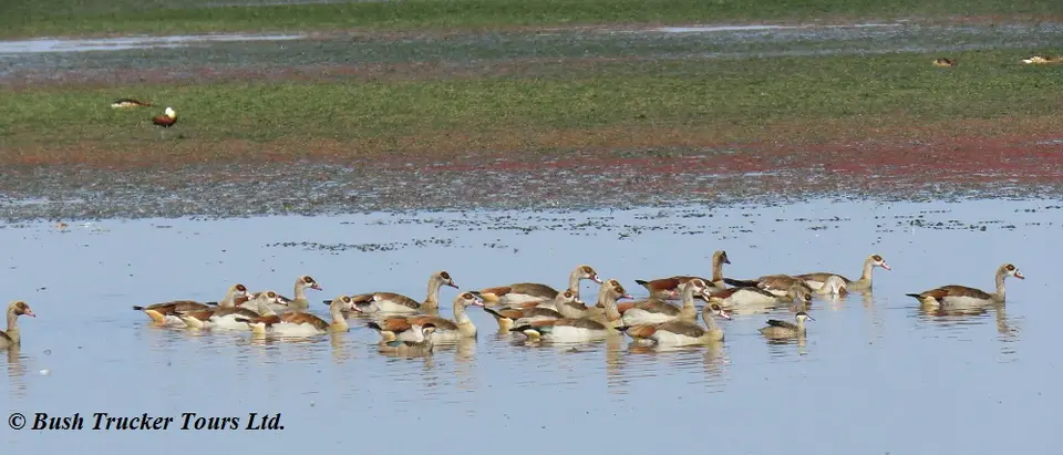 EgyptianGoose.jpg