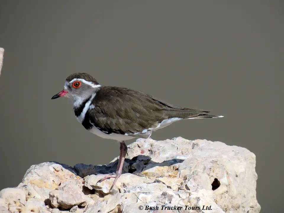 Three-bandedPlover.jpg
