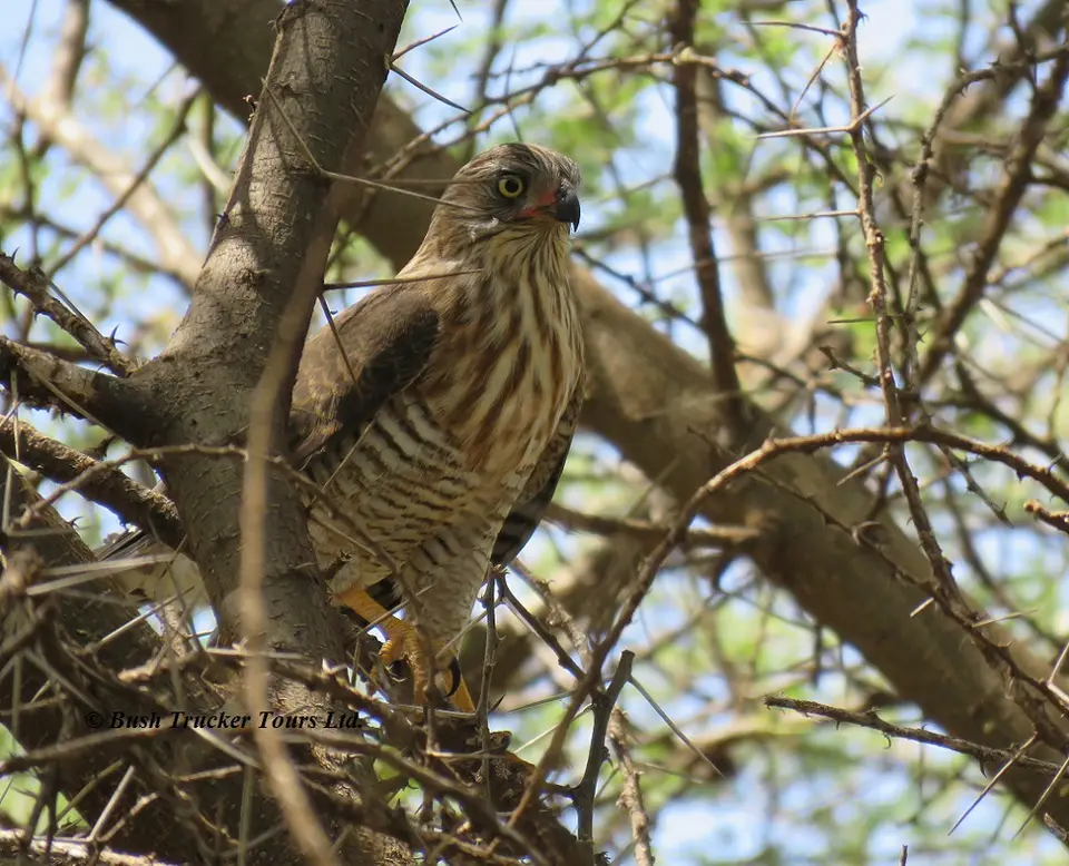 GabarGoshawk.jpg