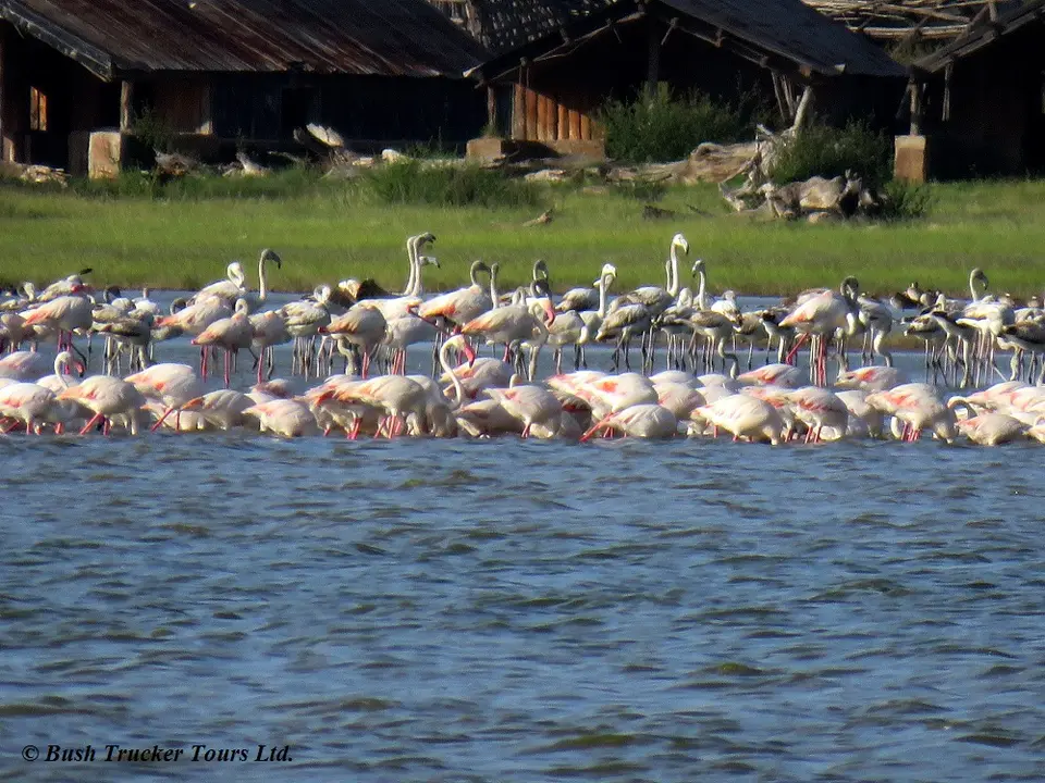 Flamingos.jpg
