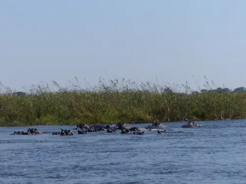 mehrHippos.jpg