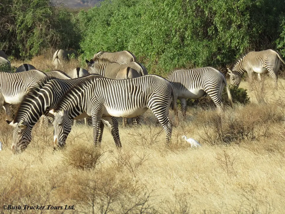 Grevy2.jpg