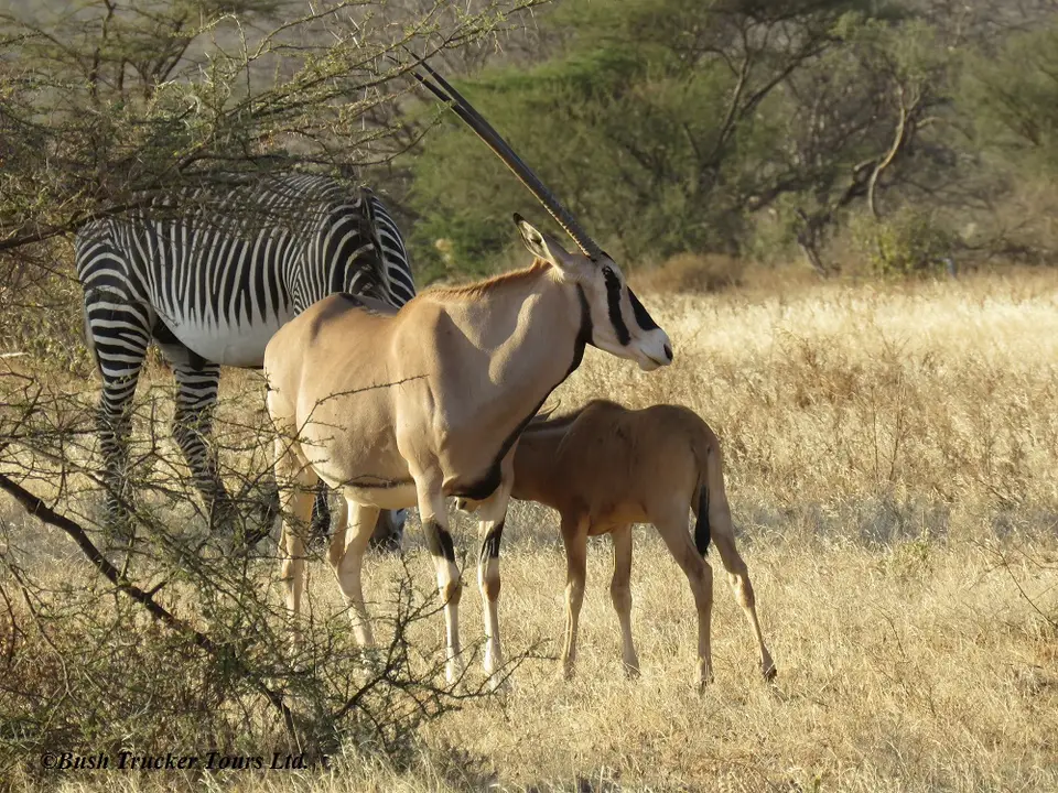 BeisaOryx3.jpg