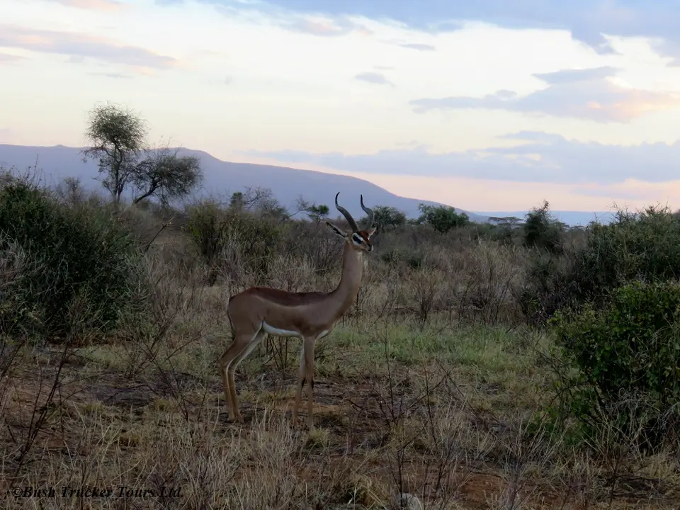 Gerenuk1.jpg