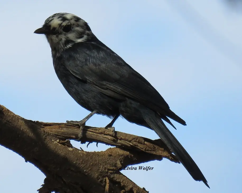 SouthernBlackFlycatcher.jpg