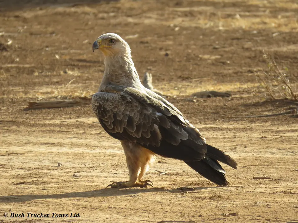 TawnyEagle1.jpg