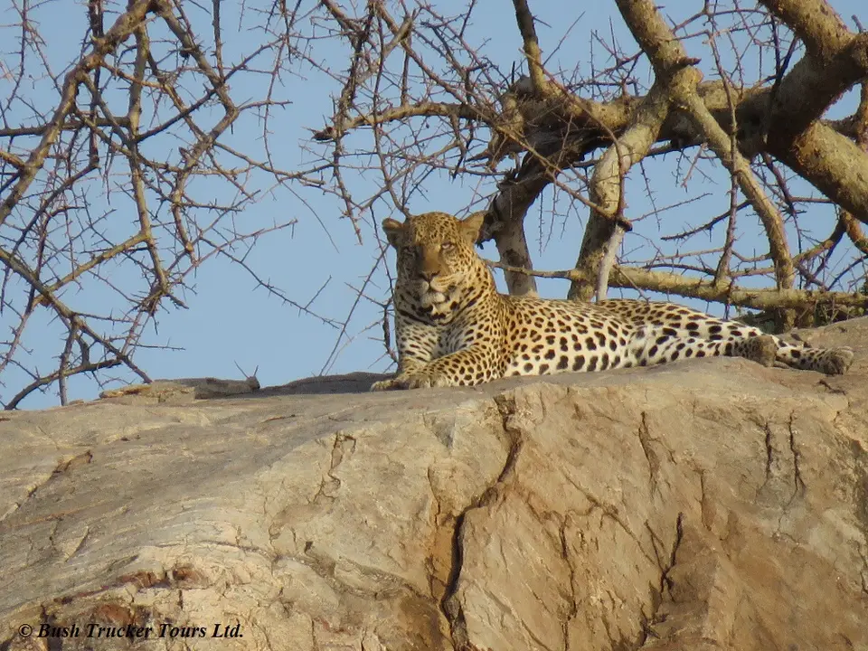 Leopard3.jpg