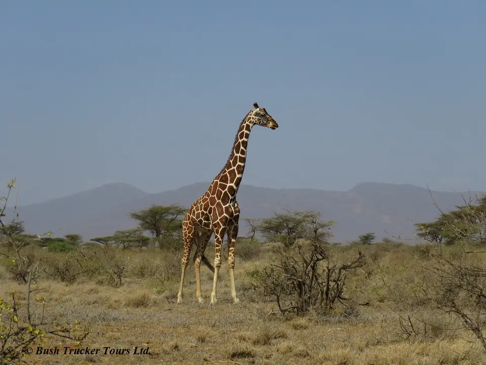 ReticulatedGiraffe.jpg