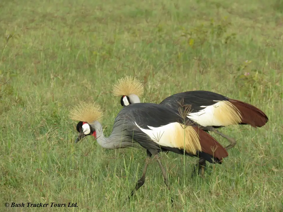 Greycrownedcrane.jpg