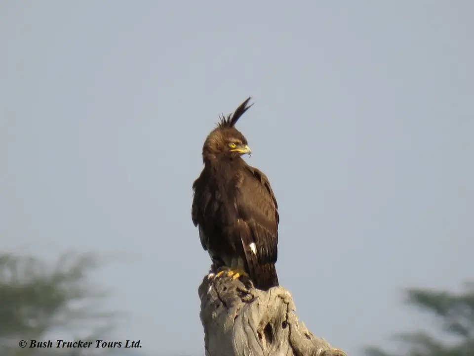 long-crestedEagle.jpg