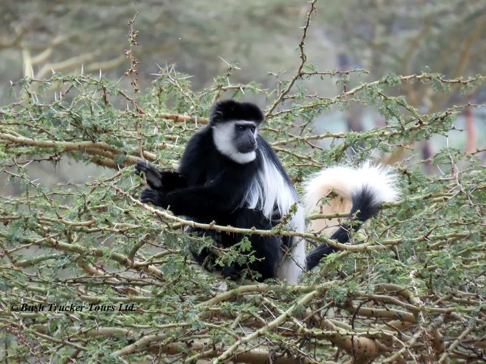 Colobus1.jpg