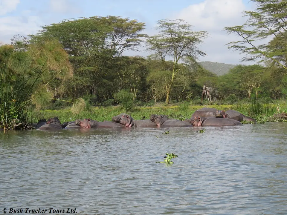 Hippos1.jpg