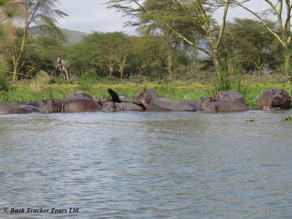 Hippos2.jpg