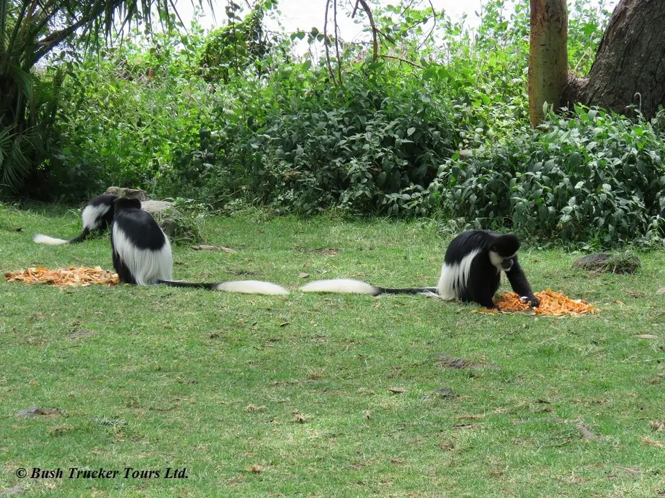 Colobus2.jpg