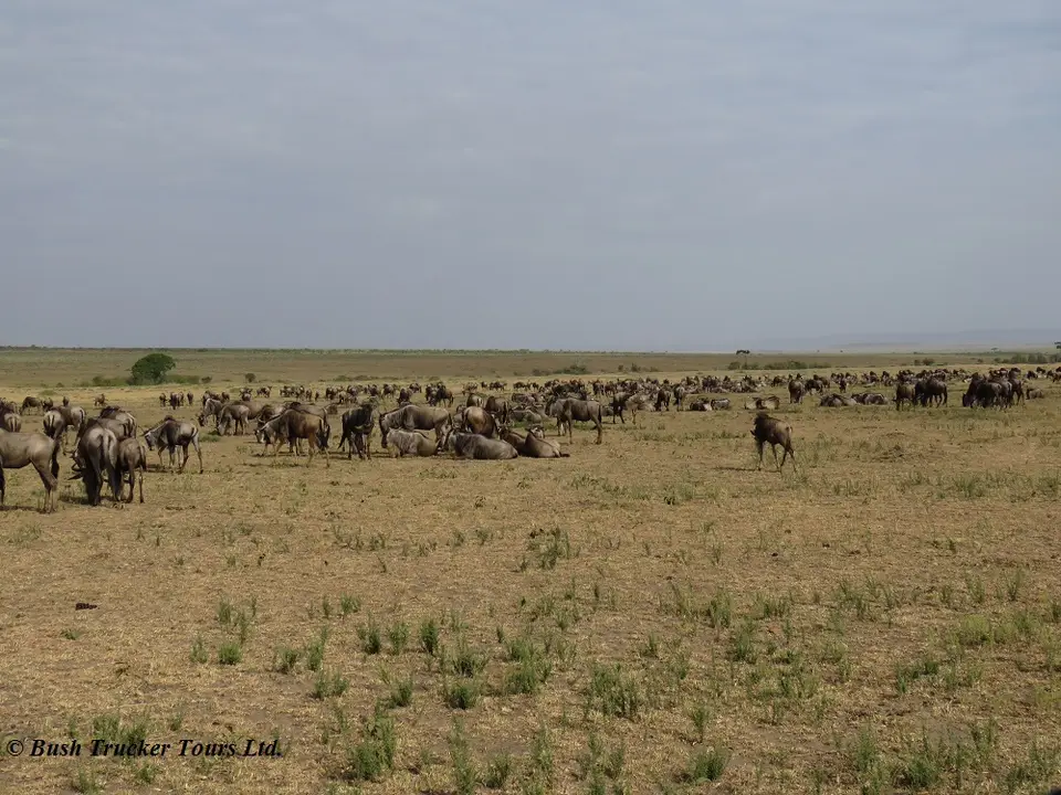 Gnus1.jpg